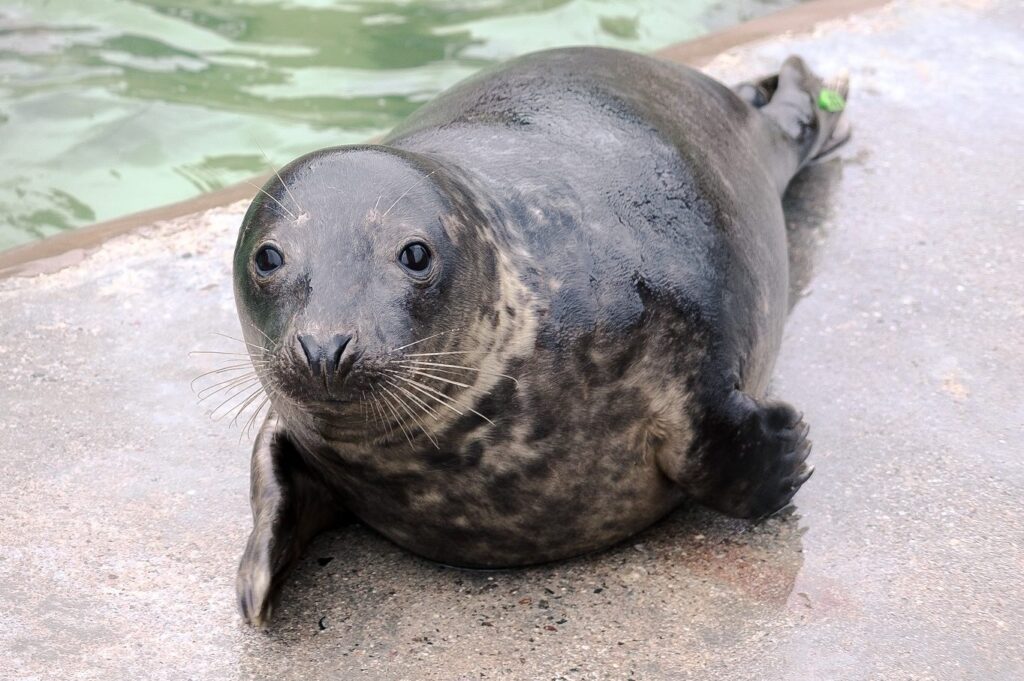 Seal looking into camera